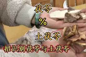 15斤新鲜五指毛桃晒得3斤，13斤蕨菜晒干得8两土茯苓与茯苓不一样视频封面