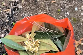 治治咳嗽茶视频封面