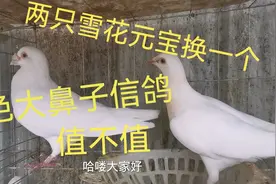两只雪花元宝鸽子换了一只白色大鼻子信鸽，你们看看值不值视频封面