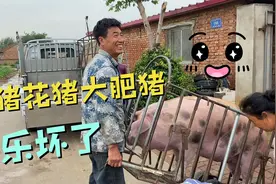 资深买家两广来了！跋山涉水买到3头圆滚滚的大黑猪🐷这趟太值了视频封面