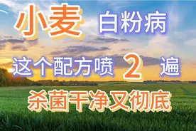 防治小麦白粉病，这个配方喷2遍，杀菌干净又彻底视频封面