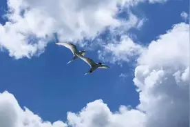 突然好羡慕天空飞翔的小鸟，可以自由自在，无拘无束的在高空翱翔视频封面