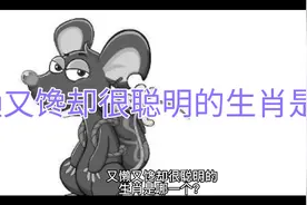 又懒又馋又很聪明的生肖是谁？视频封面