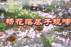 《杨花落尽子规啼》诗吟唱，别有一番韵味～～视频封面