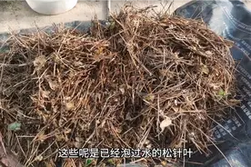 松针这样处理，腐熟更快，用它来养花种菜没有虫，土壤营养成分多