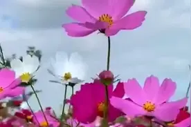 因为爱你，我一如既往，心花怒放，欣赏莫斯满老猫演唱的野花香！视频封面