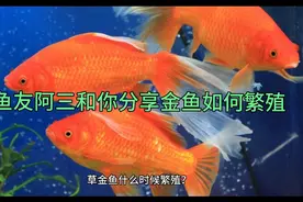 鱼友阿三和你分享草金鱼什么时候繁殖？繁殖前有哪些征兆？视频封面