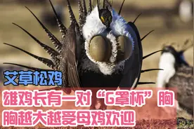 拥有“G罩杯”的雄鸡，胸越大越受母鸡欢迎,求偶靠抖动"大胸"!视频封面