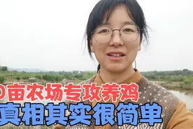 300亩农场主养4000只鸡？网友说规模成本太大！她却说出大实话！视频封面