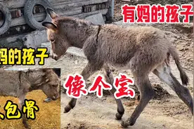 残酷的现实！动物跟人一样，有妈的孩子像个宝，没妈孩子像棵草视频封面