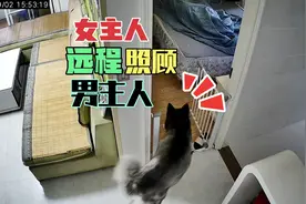 女主人查岗，发现男主人生病后，直接用监控指挥哈士奇照顾男主人视频封面