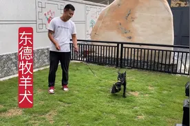 小耿自制挑逗杆逗小狗玩耍，把爱好发展成事业也是一件幸福的事视频封面