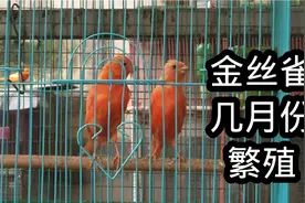金丝雀现在已经有孵化出小鸟的了，为啥你的还要等到春节以后？视频封面