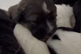 中华田园犬生下9个小中华田园犬，它们个个胖乎乎的，爱了