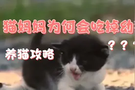 猫妈妈为何会吃掉幼猫？视频封面