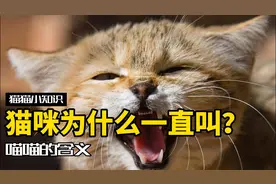 猫咪一直喵喵叫，其实是想告诉你这几件事！