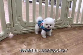 小博美第一次穿上小衣服，竟然不敢走路了，吓得一脸懵，太可爱了视频封面