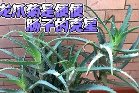 木立芦荟 龙爪菊是很多问题的 死对头视频封面