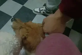男人一身衣服最多穿多久这小伙的衣服很牛谁能猜出来，穿了多久。视频封面