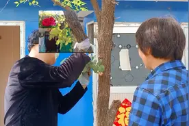 把月季花嫁接到枣树上。视频封面
