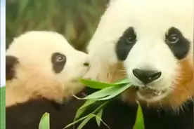 原来熊猫妈妈生气了，也会暴打孩子啊！跟人一模一样！福宝真该打视频封面