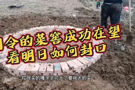 东北农民冬天囤菜用的地窖是如何建成，司令的百年大计菜窖