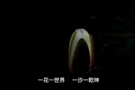 一花一世界  一沙一乾坤视频封面