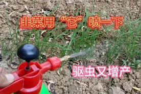 韭菜施肥新方法，白醋兑上水喷一喷，韭菜翠绿长得旺赶快学学吧视频封面