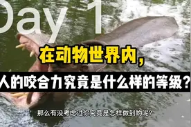 每天一个小问题—在动物世界内，人的咬合力究竟是怎么样的等级？视频封面