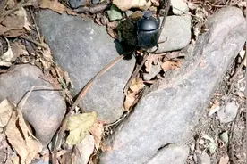 屎克螂推粪球，历尽磨难，依旧不曲不折。