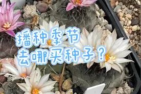 仙人球种子的选购，自己收藏的一些店铺～视频较长视频封面