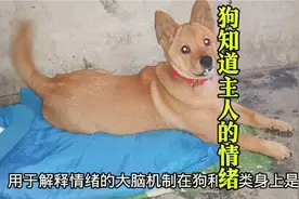 狗是怎么感受主人的喜怒哀乐的 #中华田园犬 #狗狗知识视频封面