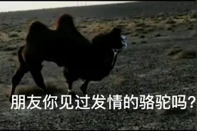 冬季又到了骆驼繁殖的季节，这时的公骆驼脾气暴躁，人离它要远点视频封面