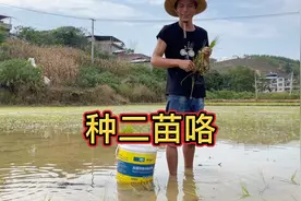 种二苗咯，带大家一起去农田里种一天田，感受一下种田辛劳视频封面