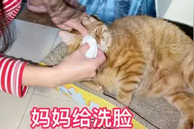 清晨猫妈给小肥猫洗脸清洁眼睛，大臭屁股也要好好清理！视频封面