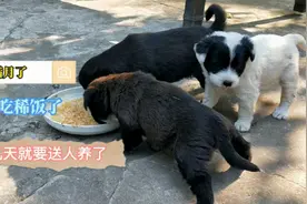 小狗快满月了，再过几天就要送人养了，真有点舍不得视频封面