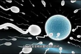 受精卵着床需要十一天，它的过程是怎样的呢？#女性#母婴#备孕视频封面