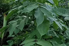 接骨丹，中草药材视频封面