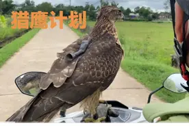 小哥养了一只猎鹰，一抬手猎鹰就展翅天空抓捕猎物，轻松狩猎！