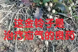 这金铃子是治疗疝气的良药