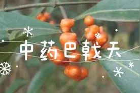 中药巴戟天别名鸡肠风、鸡眼藤、黑藤钻、兔仔肠、三角藤、糠藤视频封面