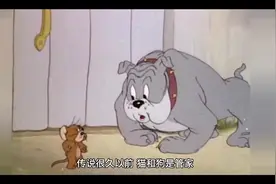 狗为什么总是追猫？视频封面