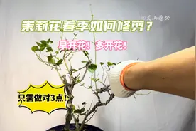 茉莉花春季如何修剪？做对3点！就能早开花多开花！赶紧看看视频封面