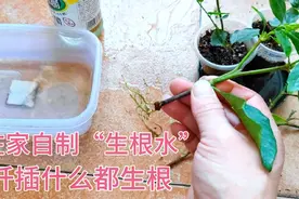 2分钟自制“生根水”，扦插时用一点点，生根成活快更加快。视频封面
