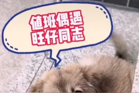 值班偶遇旺仔同志，上次是斑鸠，这次是狗狗。视频封面