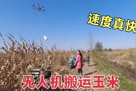 回老家农忙，无人机帮公公搬运玉米，十分钟弄一车，速度太快