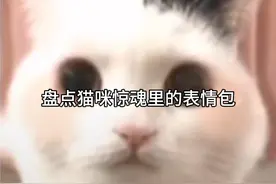 盘点猫咪惊魂里的表情包，适合做素材视频封面