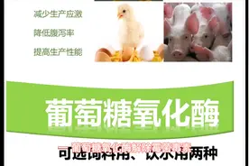 葡萄糖氧化酶去除霉菌毒素，改善肠道健康，替抗产品，降低死淘率视频封面