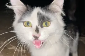 夜钓遇到猫后续，原来流浪猫也可以这么粘人视频封面