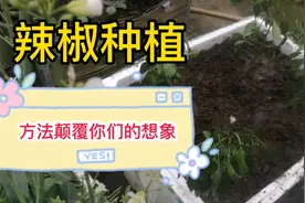 辣椒种植方法颠覆你们的想象，一个泡沫箱的收获顶得几个平方面积视频封面